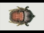 cochineal bug 2